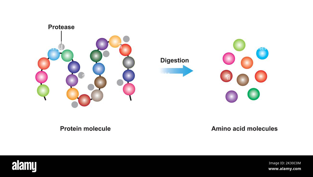 Progettazione scientifica di digestione della proteina. Effetto dell'enzima proteasi sulla molecola proteica. Illustrazione vettoriale. Illustrazione Vettoriale