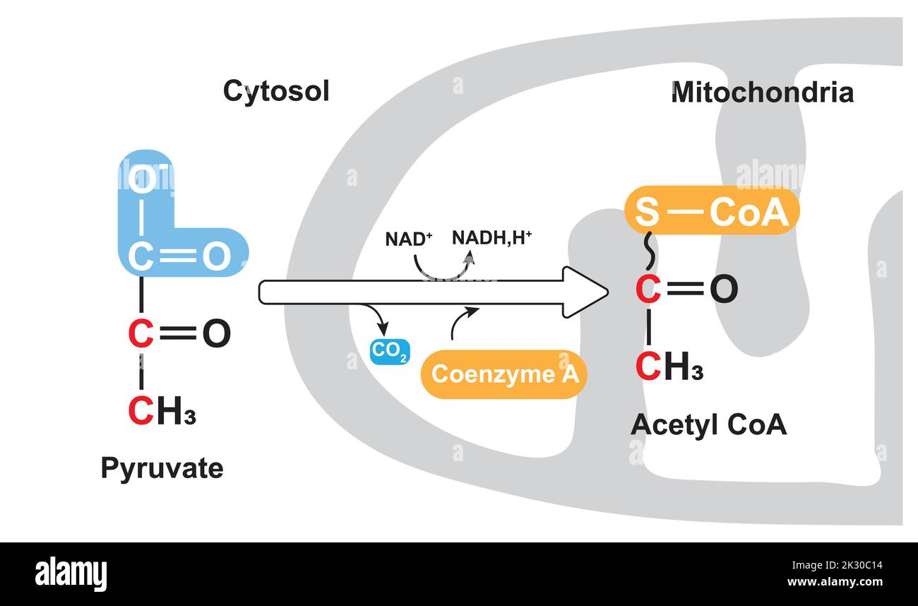 Ossidazione del piruvato. Formazione di acetil CoA. Illustrazione vettoriale. Illustrazione Vettoriale