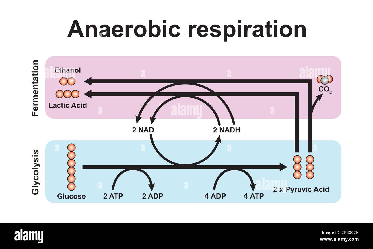 Schema di respirazione anaerobica. Simboli colorati. Illustrazione vettoriale. Illustrazione Vettoriale