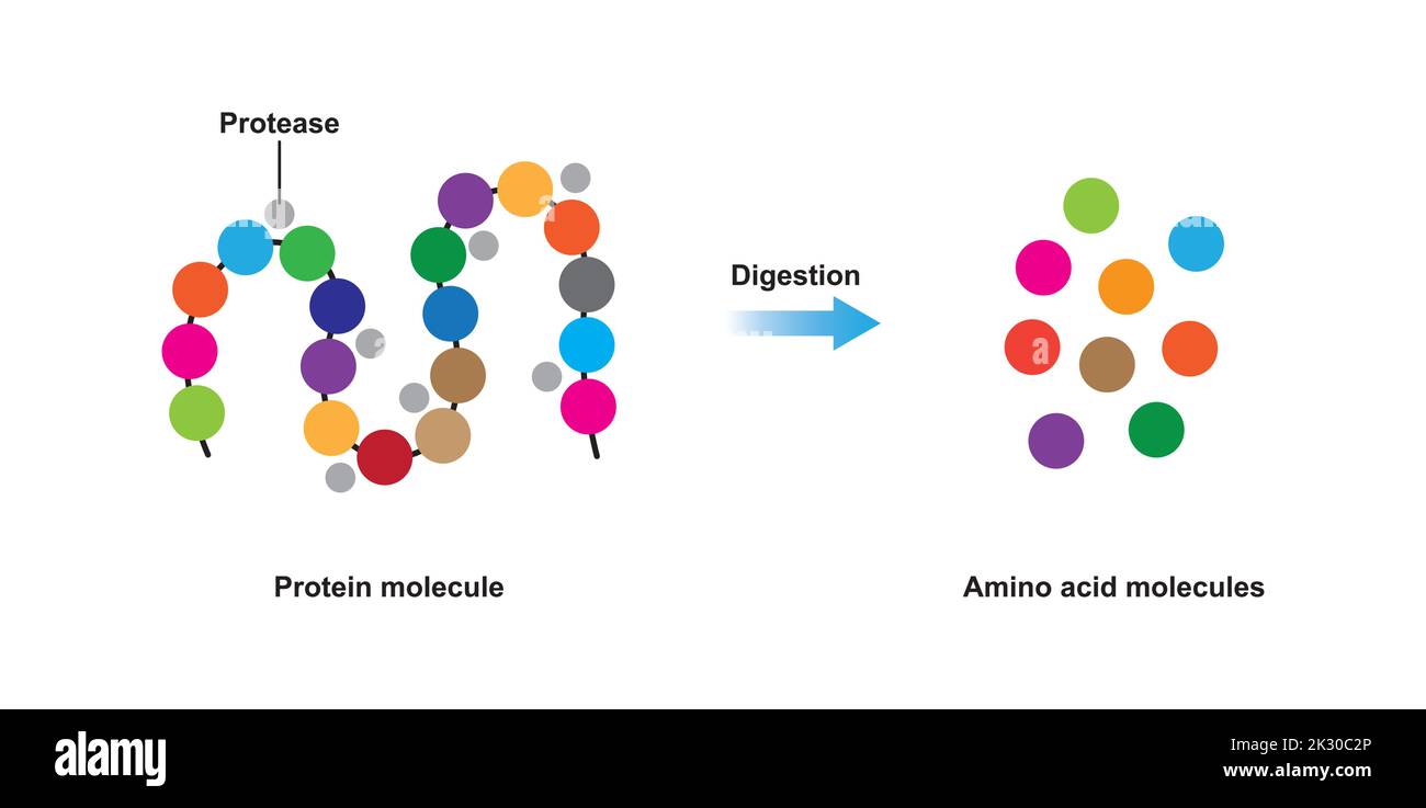 Progettazione scientifica di digestione della proteina. Effetto dell'enzima proteasi sulla molecola proteica. Illustrazione vettoriale. Illustrazione Vettoriale