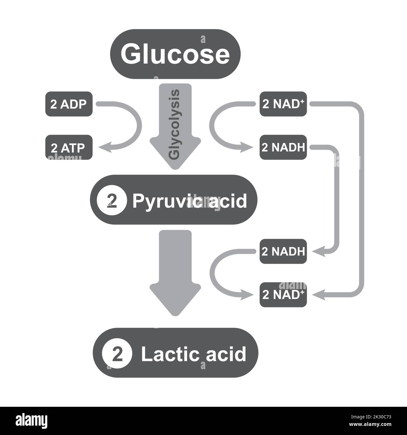 Fermentazione di acido lattico. Respiro anaerobico. Simboli colorati. Illustrazione vettoriale. Illustrazione Vettoriale