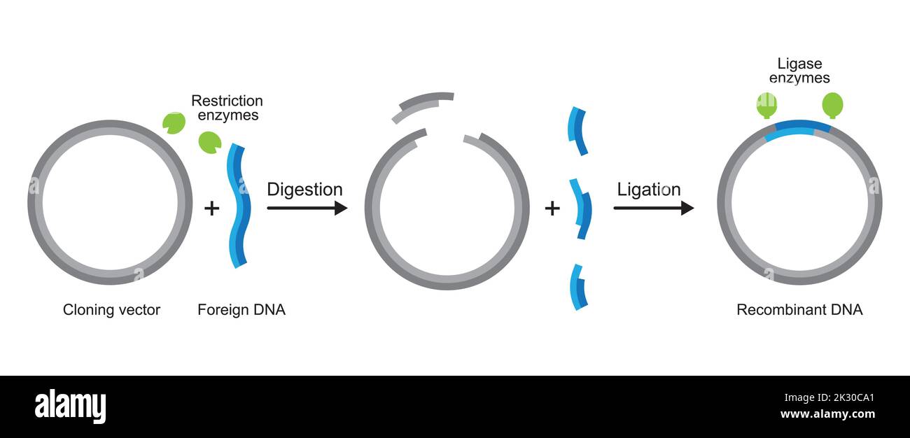 Illustrazione molecolare di clonazione del gene. Dal plasmide al DNA ricombinante. Illustrazione vettoriale. Illustrazione Vettoriale