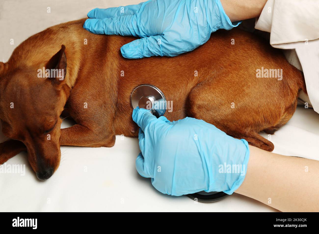 Le mani del medico con i guanti tengono uno stetoscopio. Il veterinario esamina l'animale domestico. Un cane in una clinica veterinaria. Foto Stock
