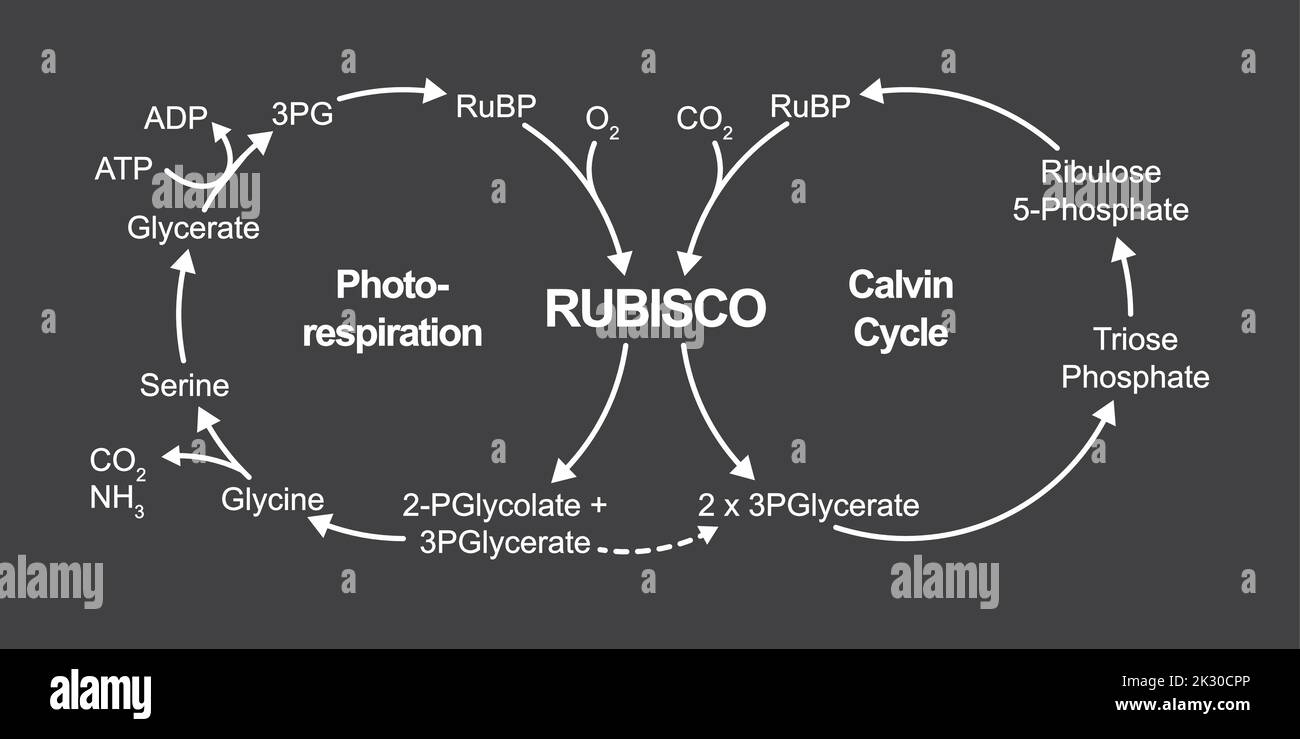 Progettazione scientifica della fotorespirazione. Ciclo del carbonio fotosintetico ossidativo. Fotorespirazione e ciclo Calvino. Illustrazione vettoriale. Illustrazione Vettoriale