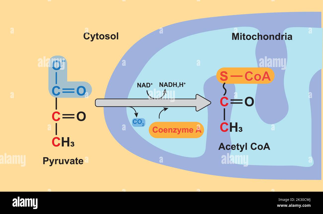 Ossidazione del piruvato. Formazione di acetil CoA. Illustrazione vettoriale. Illustrazione Vettoriale