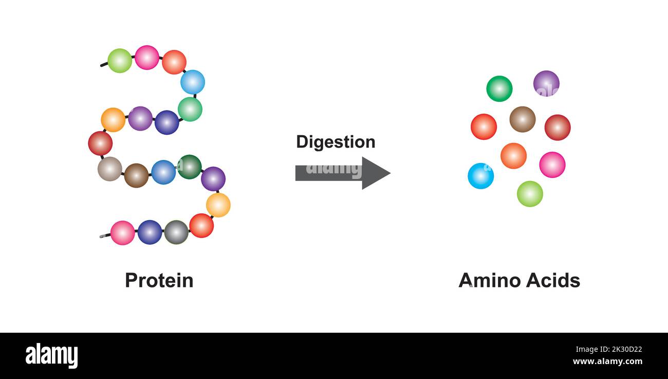 Progettazione scientifica di digestione della proteina. Effetto dell'enzima proteasi sulla molecola proteica. Illustrazione vettoriale. Illustrazione Vettoriale