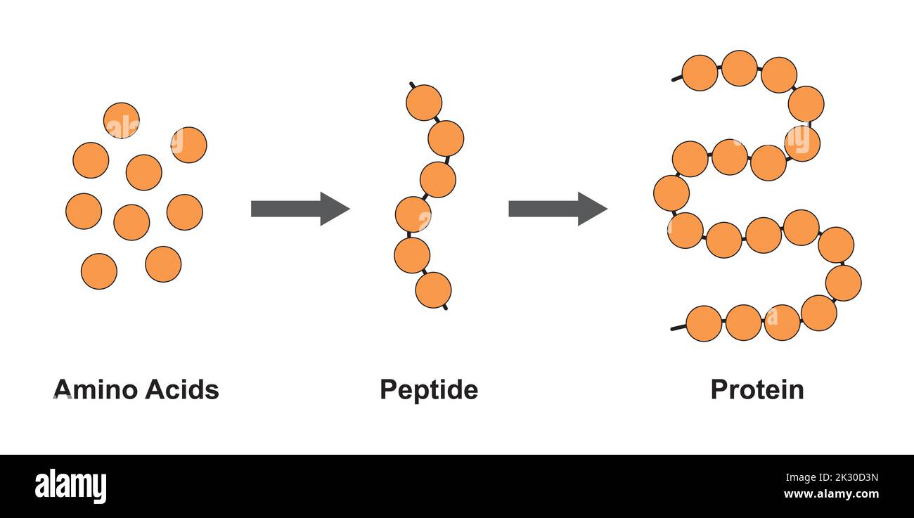 Progettazione scientifica della struttura biochimica di amminoacidi, peptidi e proteine modello molecolare. Illustrazione vettoriale. Illustrazione Vettoriale