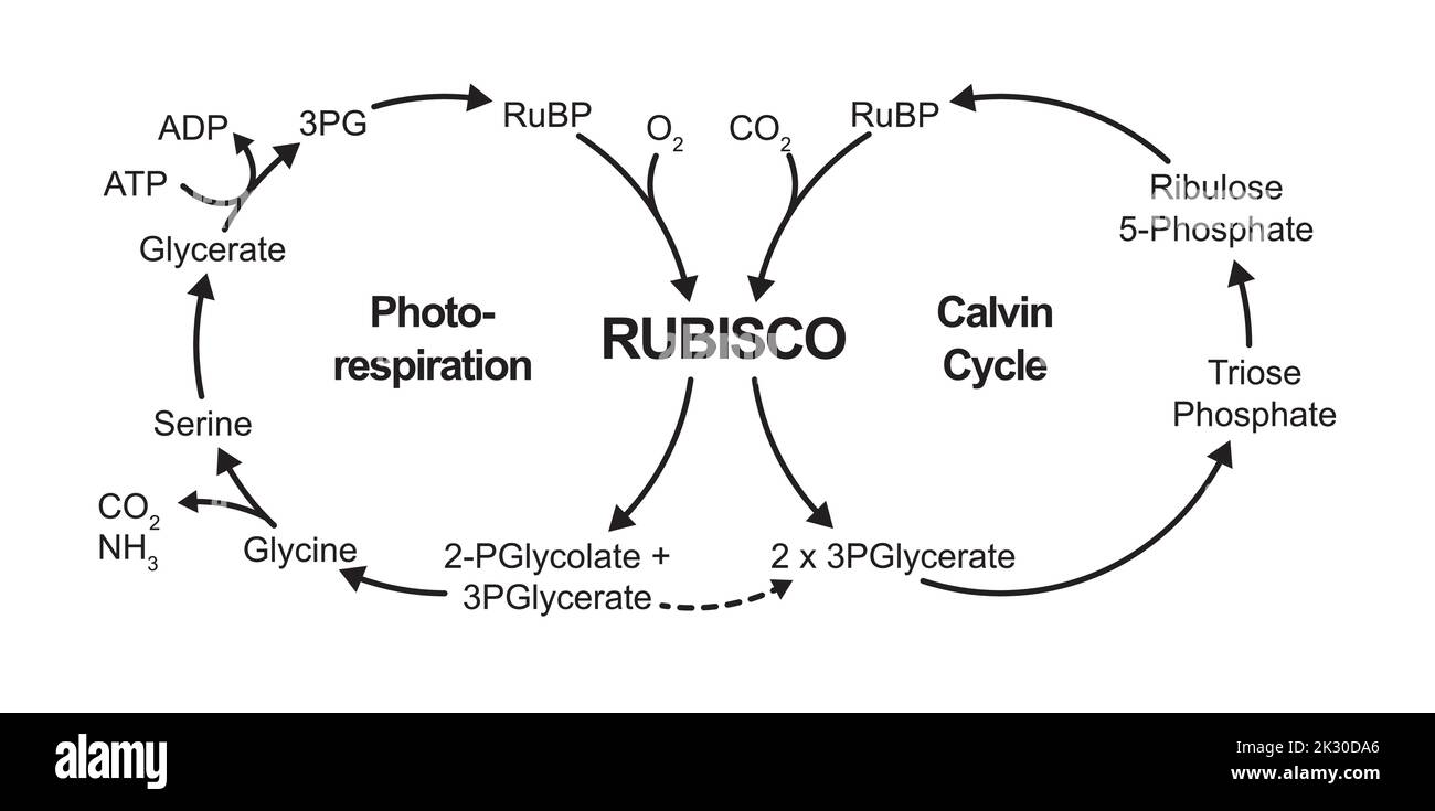 Progettazione scientifica della fotorespirazione. Ciclo del carbonio fotosintetico ossidativo. Fotorespirazione e ciclo Calvino. Illustrazione vettoriale. Illustrazione Vettoriale