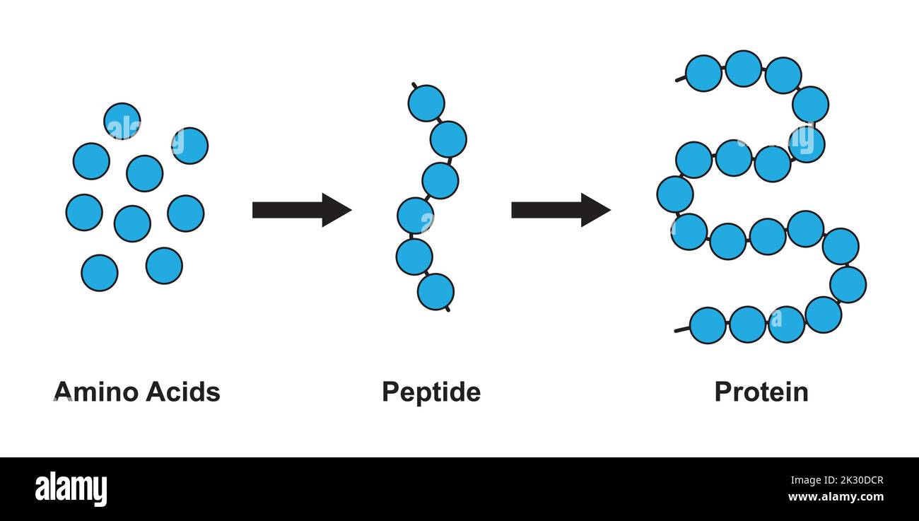 Progettazione scientifica della struttura biochimica di amminoacidi, peptidi e proteine modello molecolare. Illustrazione vettoriale. Illustrazione Vettoriale