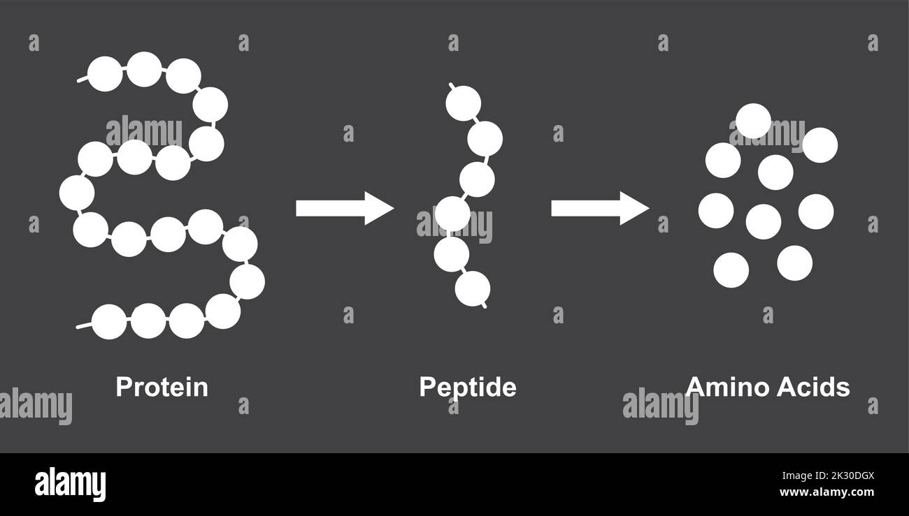 Progettazione scientifica della struttura biochimica di amminoacidi, peptidi e proteine modello molecolare. Illustrazione vettoriale. Illustrazione Vettoriale