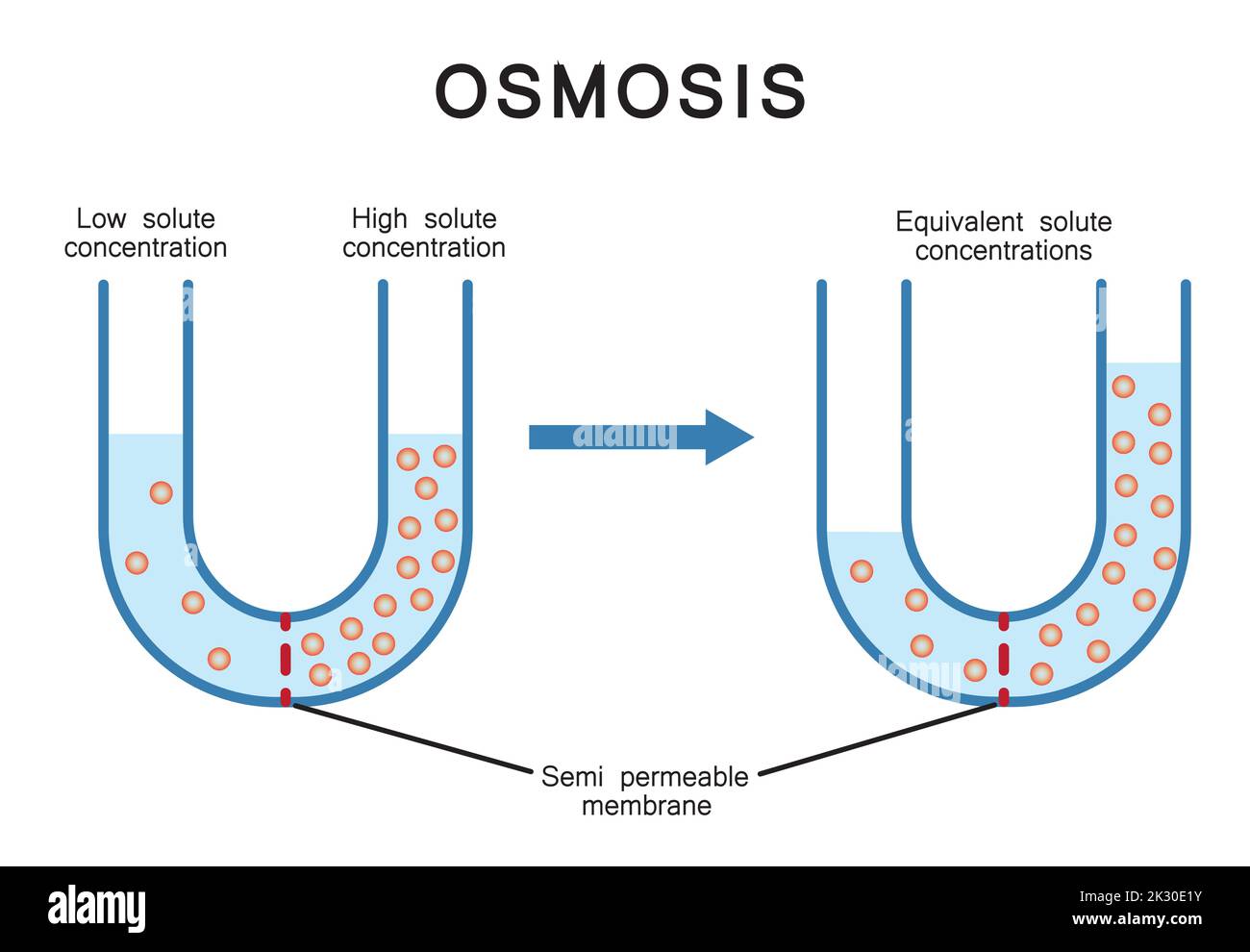 Progettazione scientifica dell'osmosi. Simboli colorati. Illustrazione vettoriale. Illustrazione Vettoriale