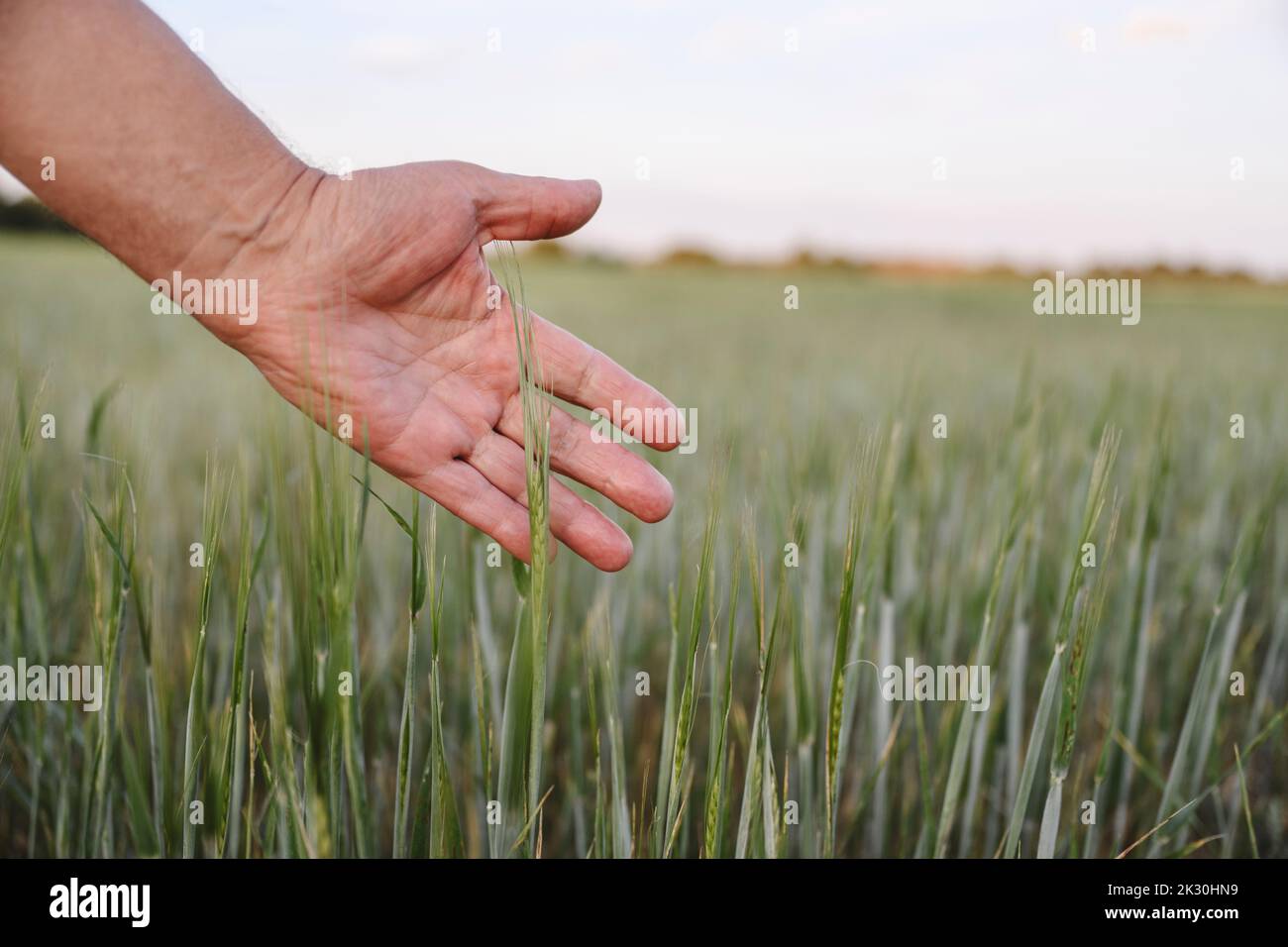 Farmer mano che tocca raccolto di mais a fattoria Foto Stock