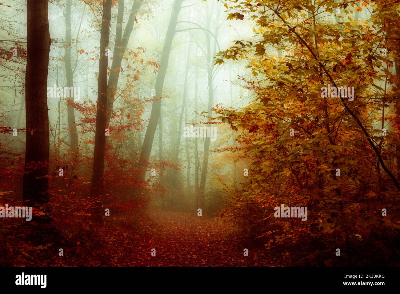 Percorso coperto con foglie autunnali nella foresta Foto Stock