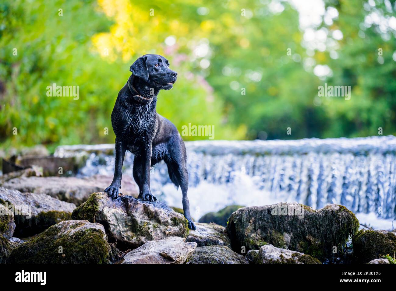 Black Labrador in piedi sulla roccia dal fiume Foto Stock