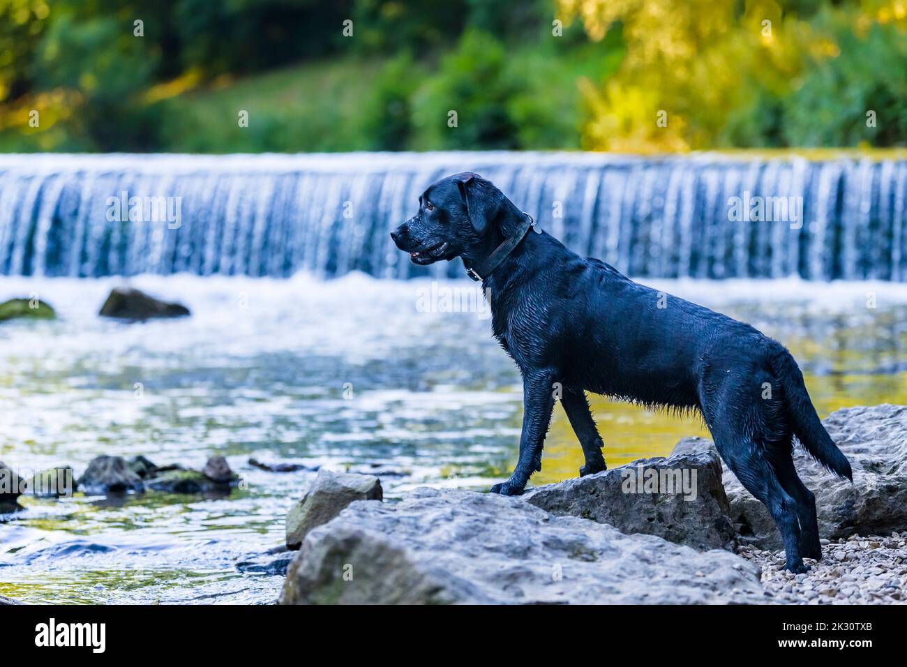 Black Labrador Retriever in piedi sulla roccia dal fiume Foto Stock