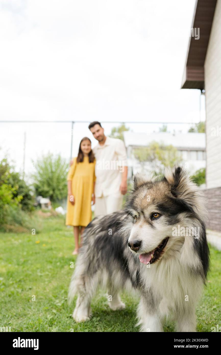 Alaskan Malamute di fronte a padre e figlia nel cortile posteriore Foto Stock