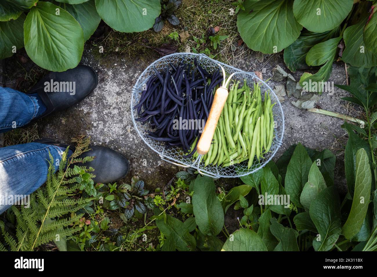 Cestino di fagioli verdi e viola appena raccolti Foto Stock