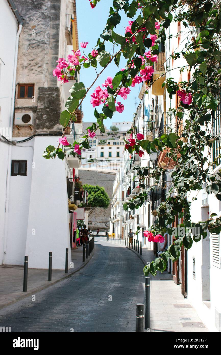 Spagna, Isole Baleari, Ibiza, vicolo cittadino in estate Foto Stock