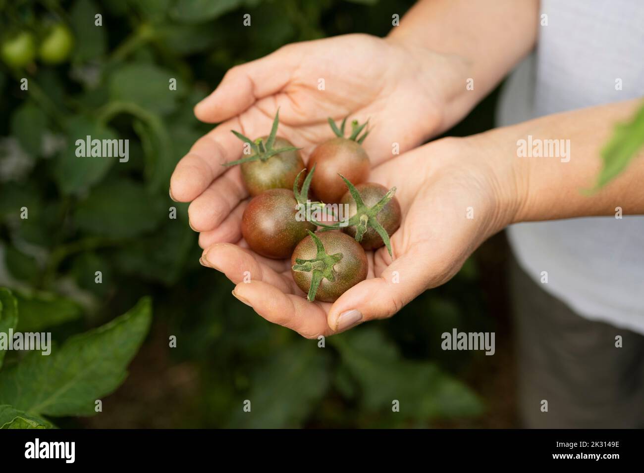 Donna che tiene piccoli pomodori in mano Foto Stock