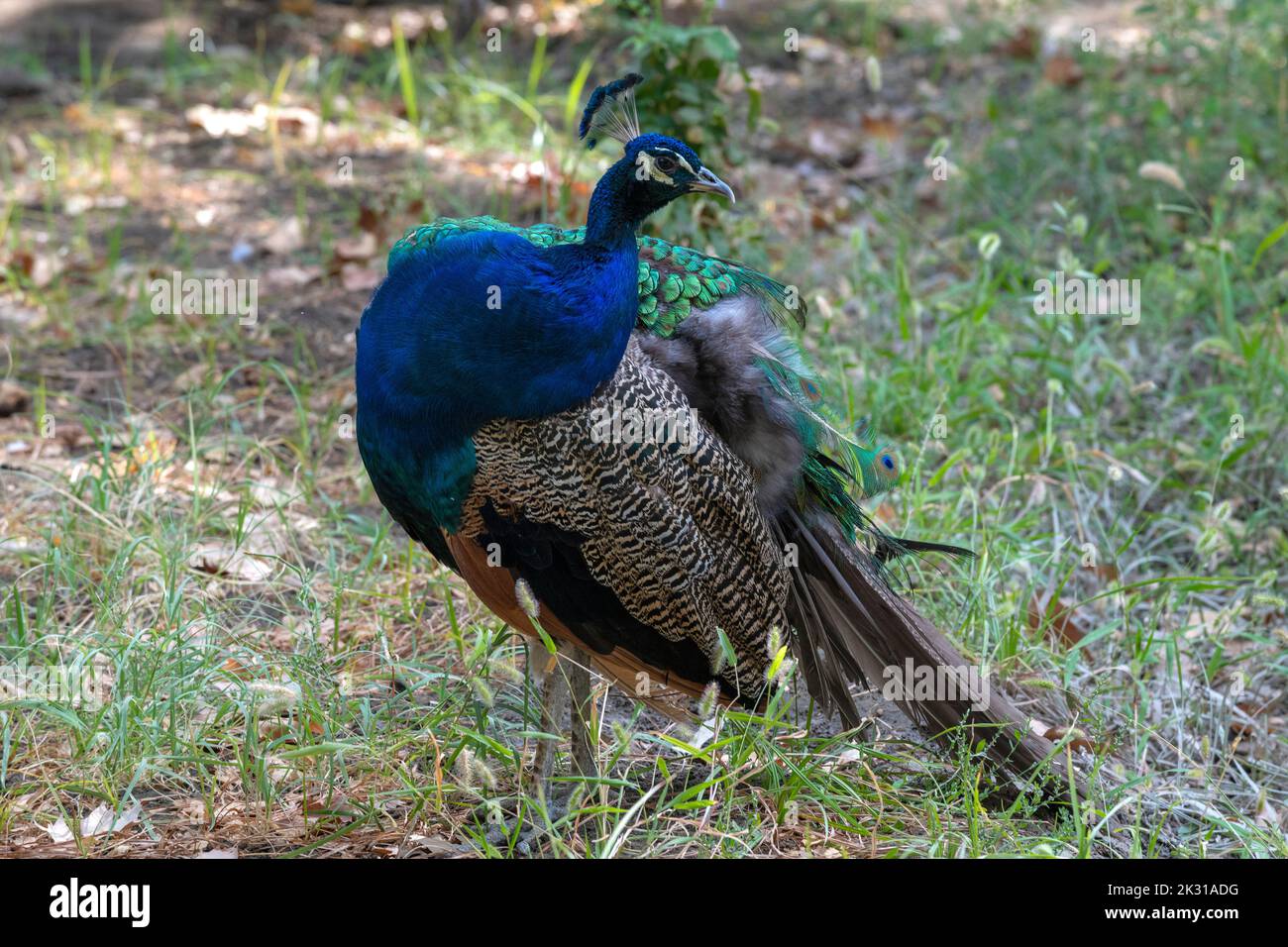 Closeup di pavone comune (Pavo cristato) Foto Stock