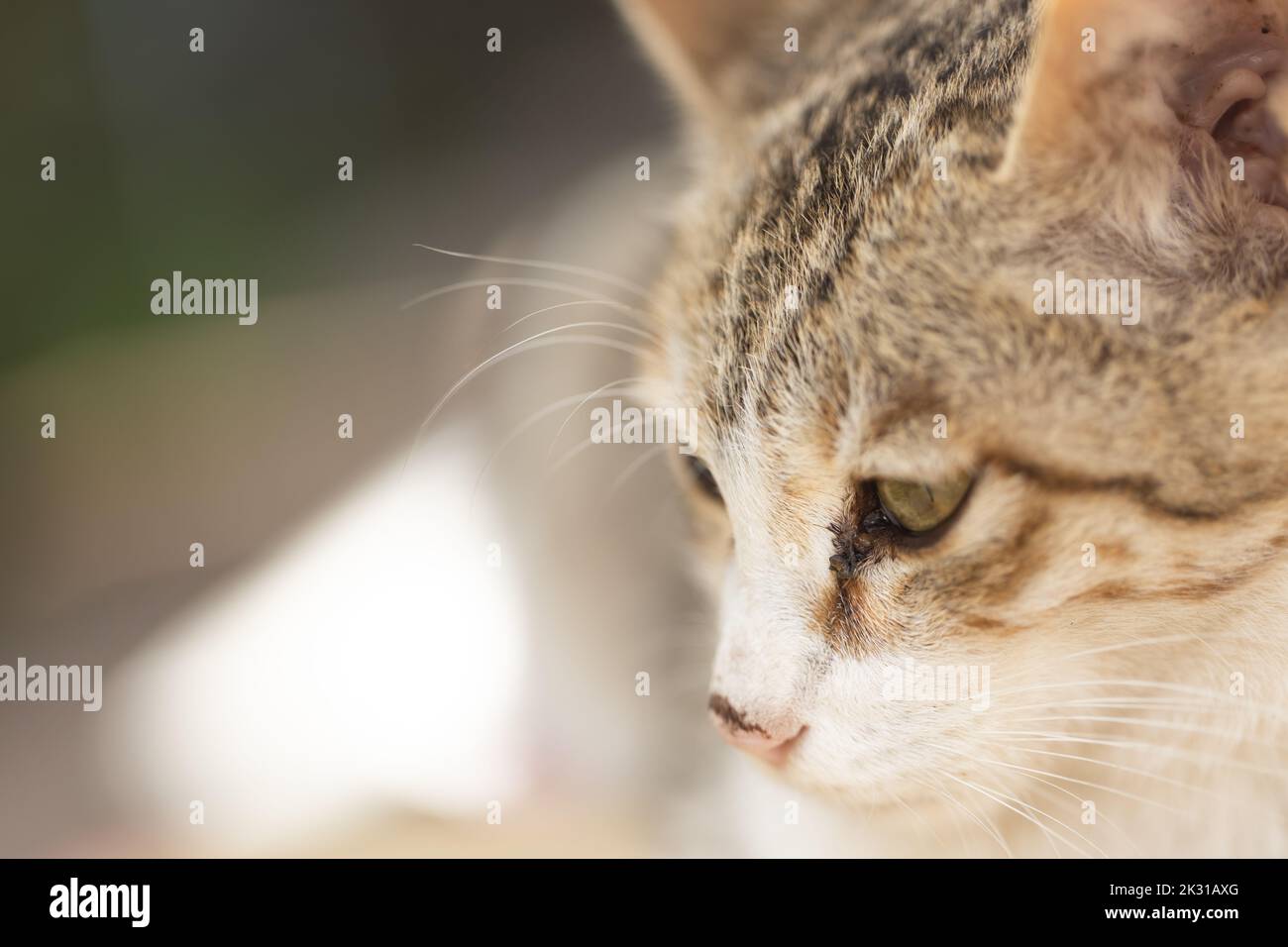 Un ritratto estremo di un gatto con i suoi occhi, naso e sussurri Foto Stock