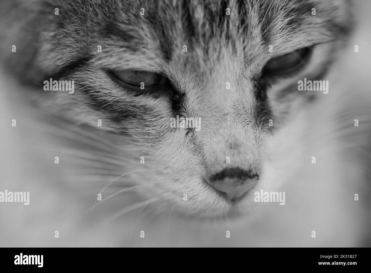 Un ritratto estremo di un gatto con i suoi occhi, naso e sussurri in bianco e nero Foto Stock