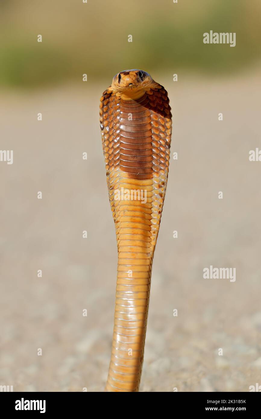 Un capo cobra difensivo (Naja nivea) con cappa appiattita, deserto di Kalahari, Sudafrica Foto Stock