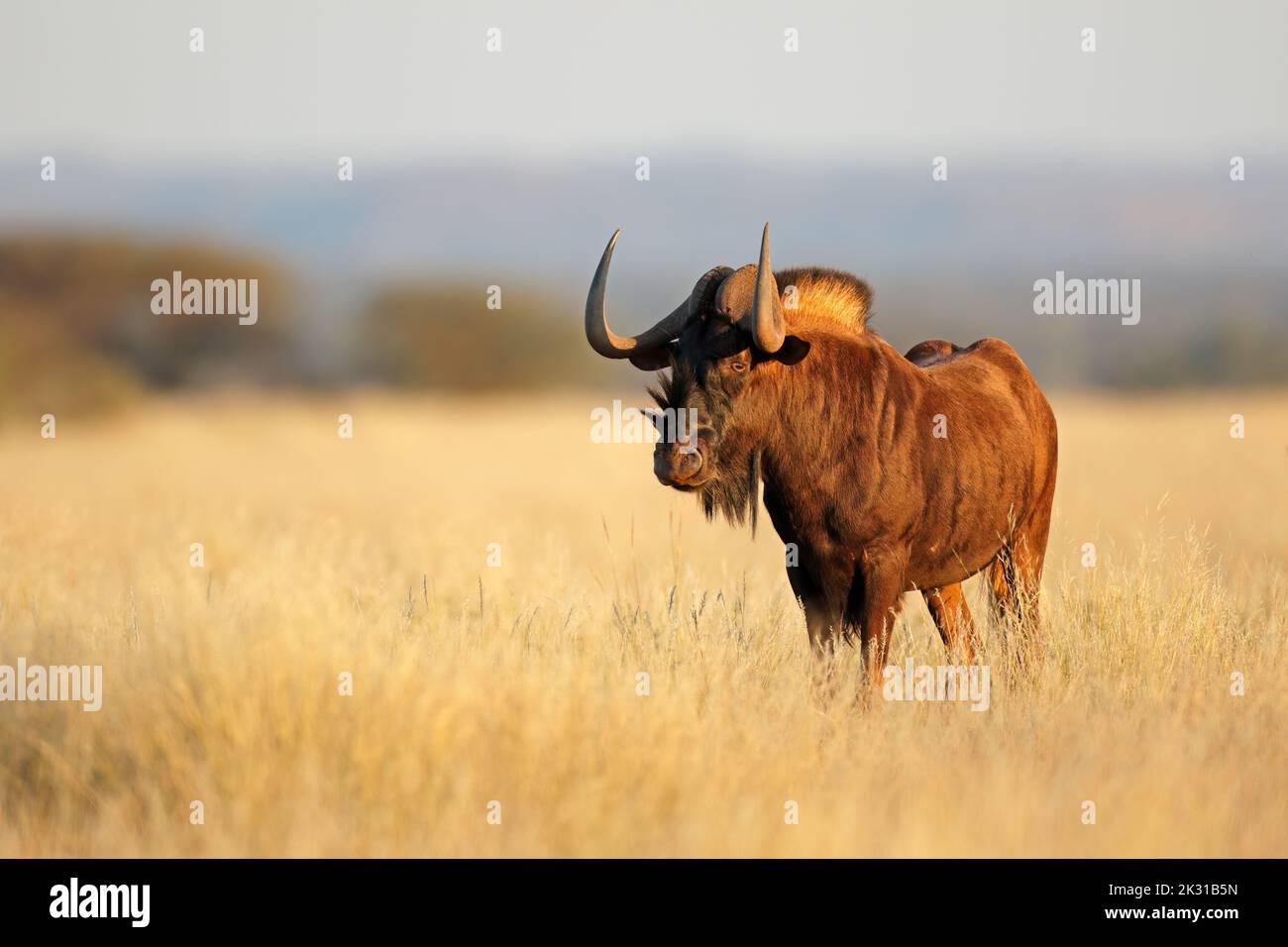 Un allarme nero wildebeest (Connochaetes gnou) in prateria aperta, Mokala National Park, Sudafrica Foto Stock