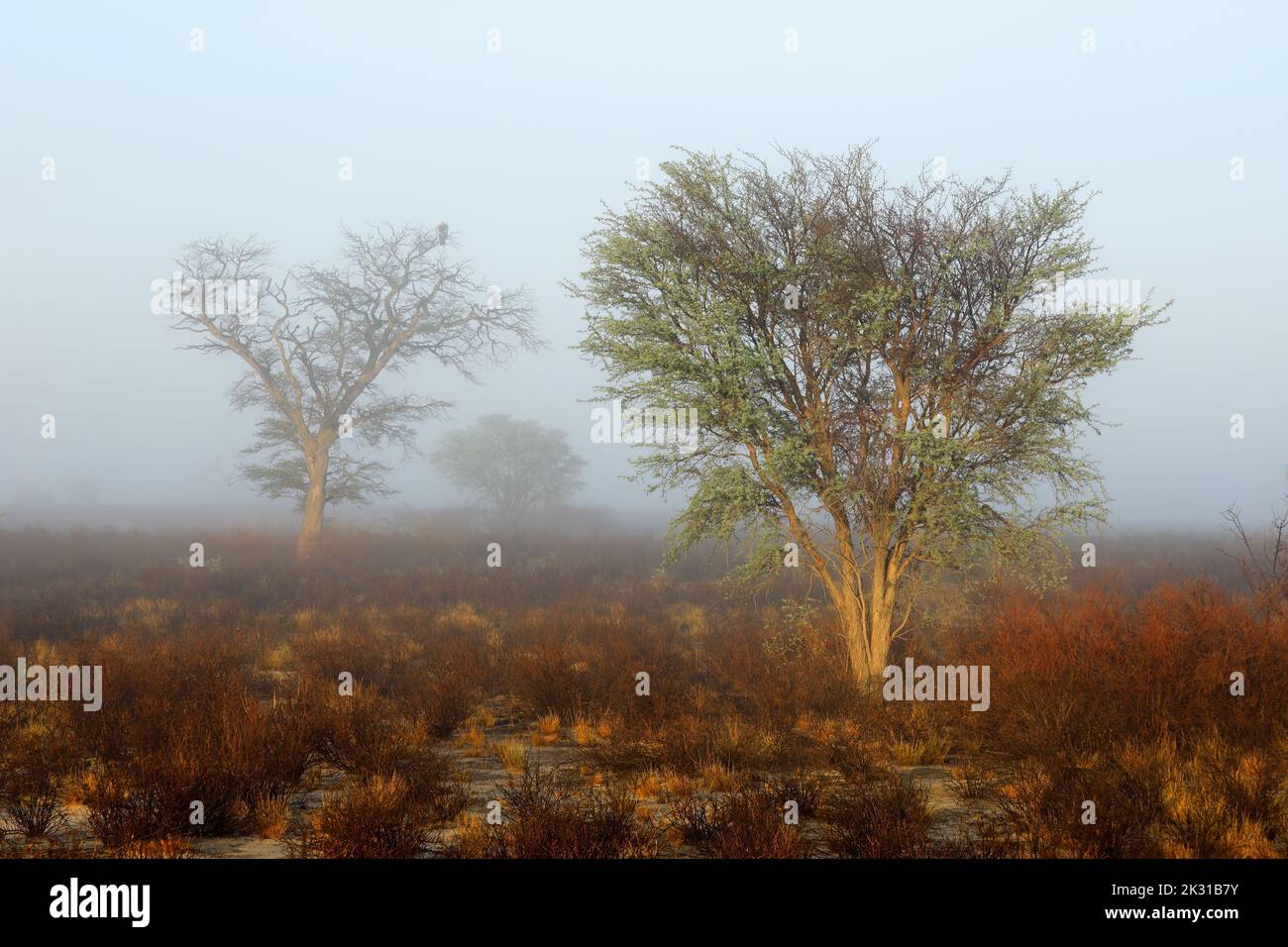 Paesaggio panoramico con alberi in nebbia, deserto di Kalahari, Sud Africa Foto Stock