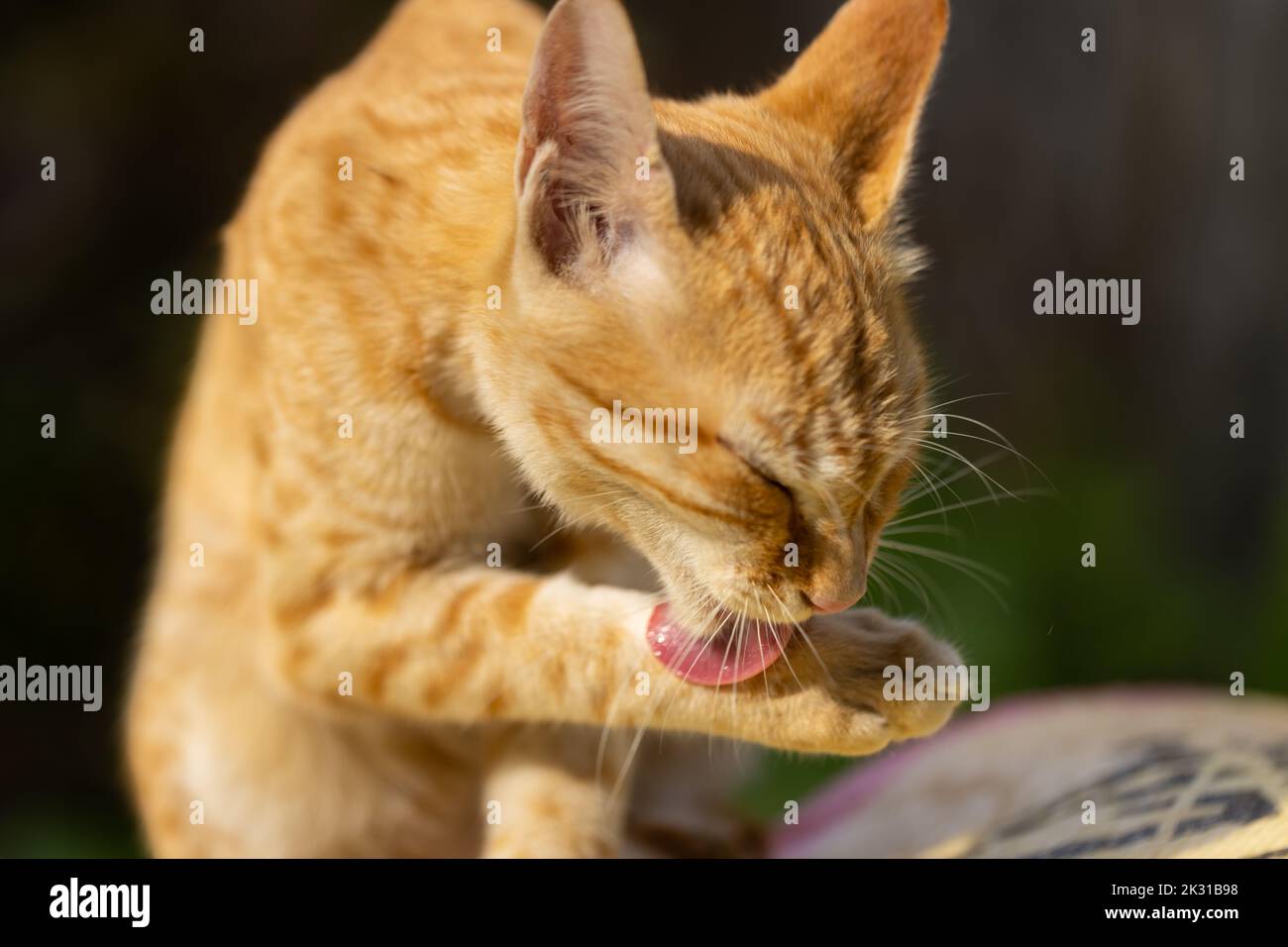 Un gatto marrone con strisce che si siedono e leccano le zampe con la lingua. Foto Stock