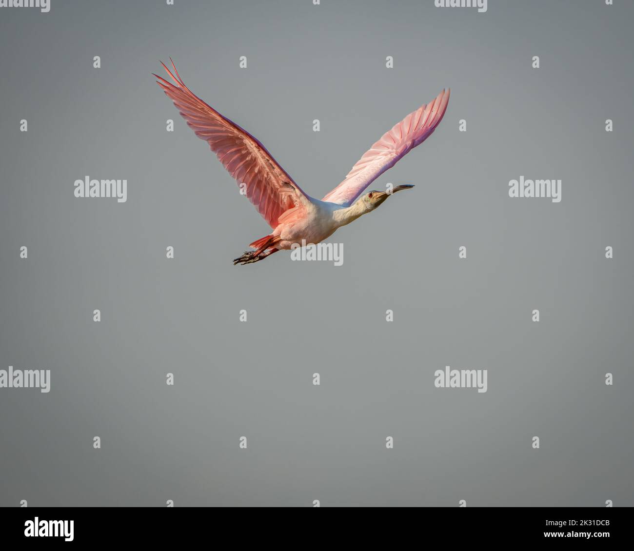 uccello a spatola che vola in alto sul cielo Foto Stock