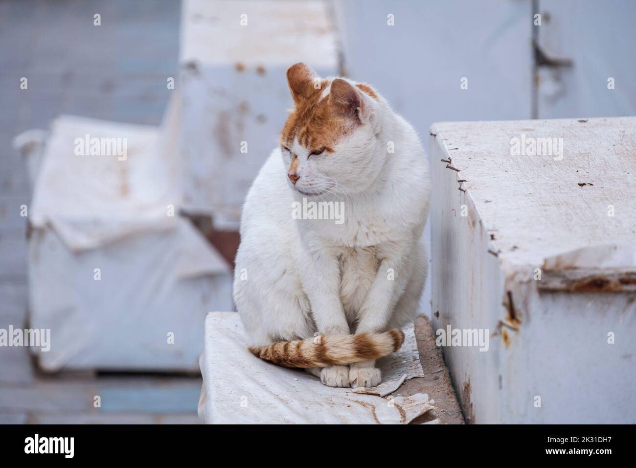 gatto di strada, Essaouira, marocco, africa. Foto Stock