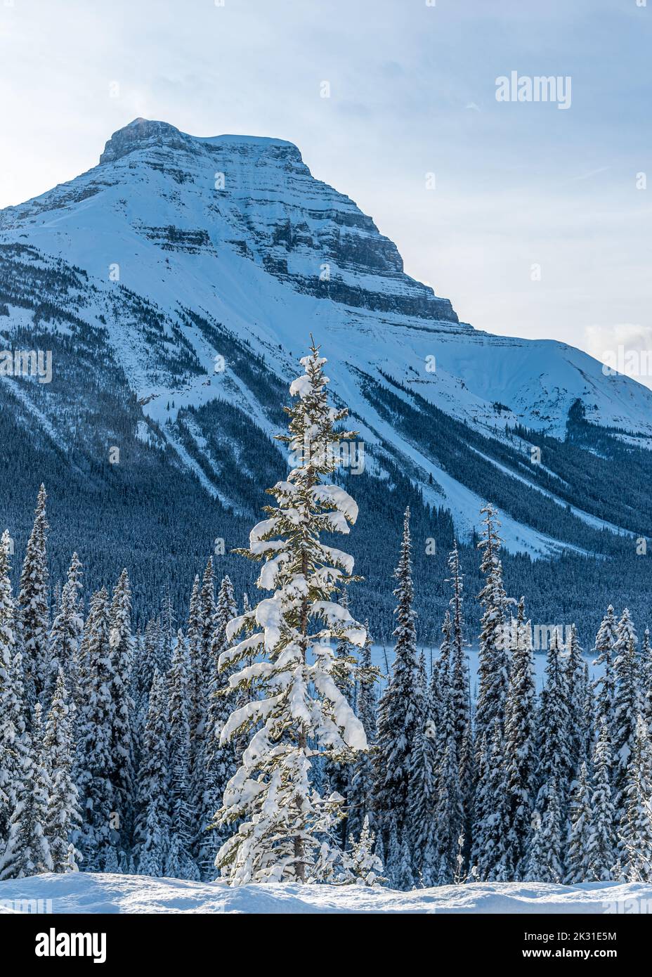 Vista di Banff e Jasper Park lungo la Icefields Pkwy in inverno Foto Stock