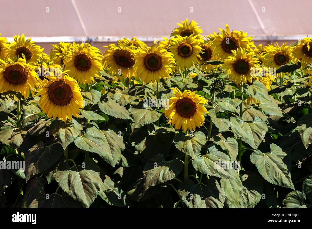 Girasole comune (Helianthus annuus) coltivato come coltura per il suo olio commestibile e seme commestibile in Brasile Foto Stock