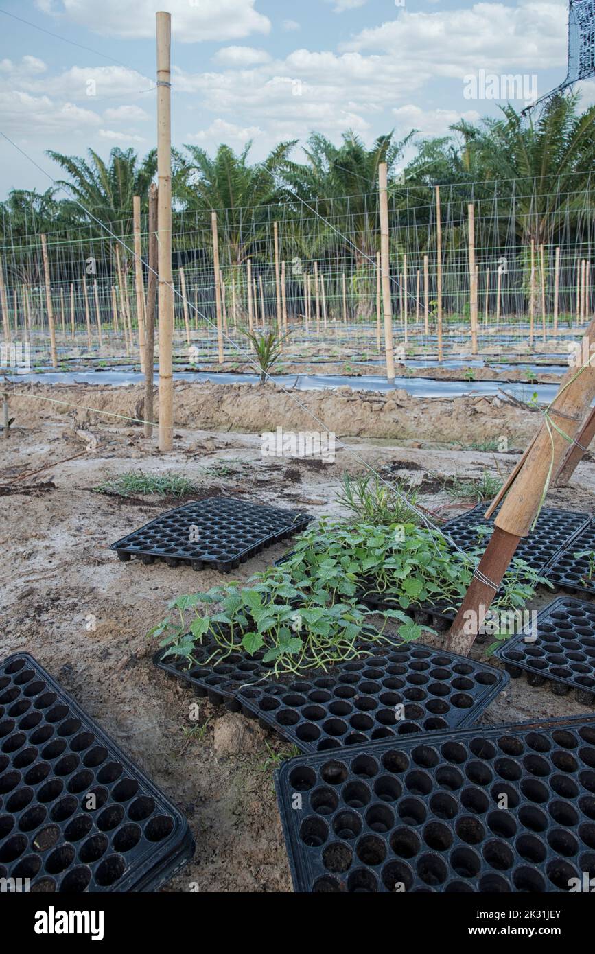 sedano e crescere stater vassoio di plastica nera trovato presso la vite strisciante pianta agricola fattoria Foto Stock