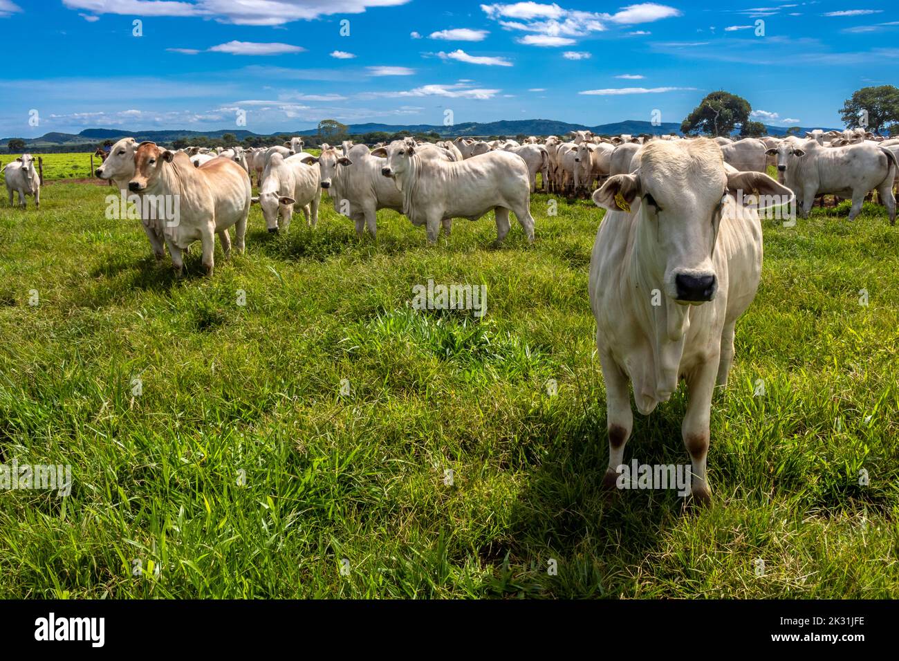 Mandria di bestiame di Nelore che pascola in un pascolo sul ranch brasiliano Foto Stock
