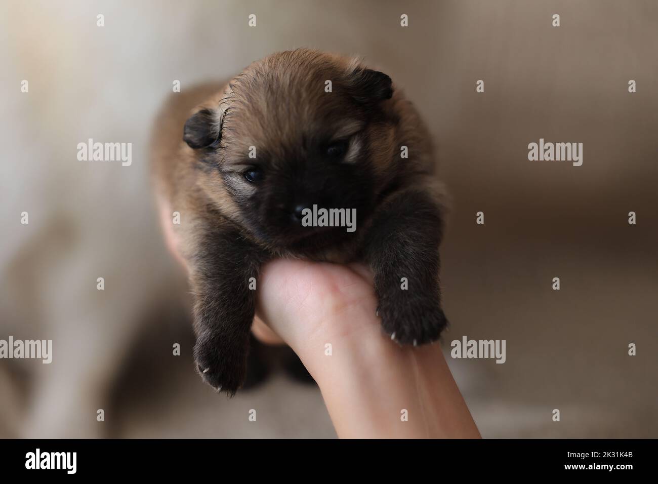 Carino cucciolo piccolo primo piano in mani femminili Foto Stock