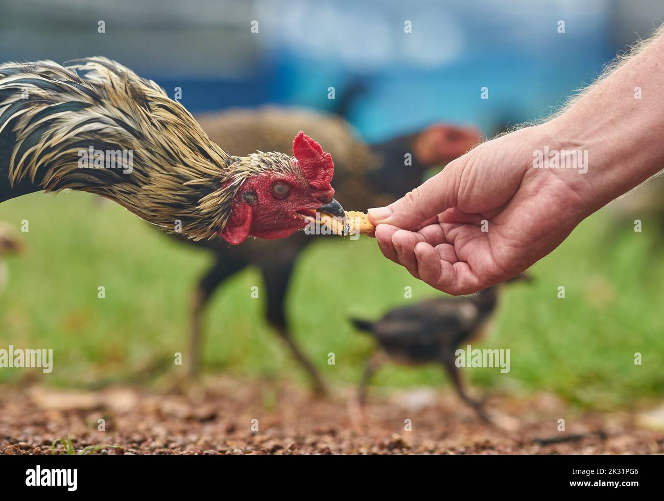 Un pollo prende un biscotto da una mano umana, immagine concettuale, che prende il biscotto. Foto Stock Un pollo prende un biscotto da una mano umana, immagine concettuale, che prende il biscotto. Foto Stock