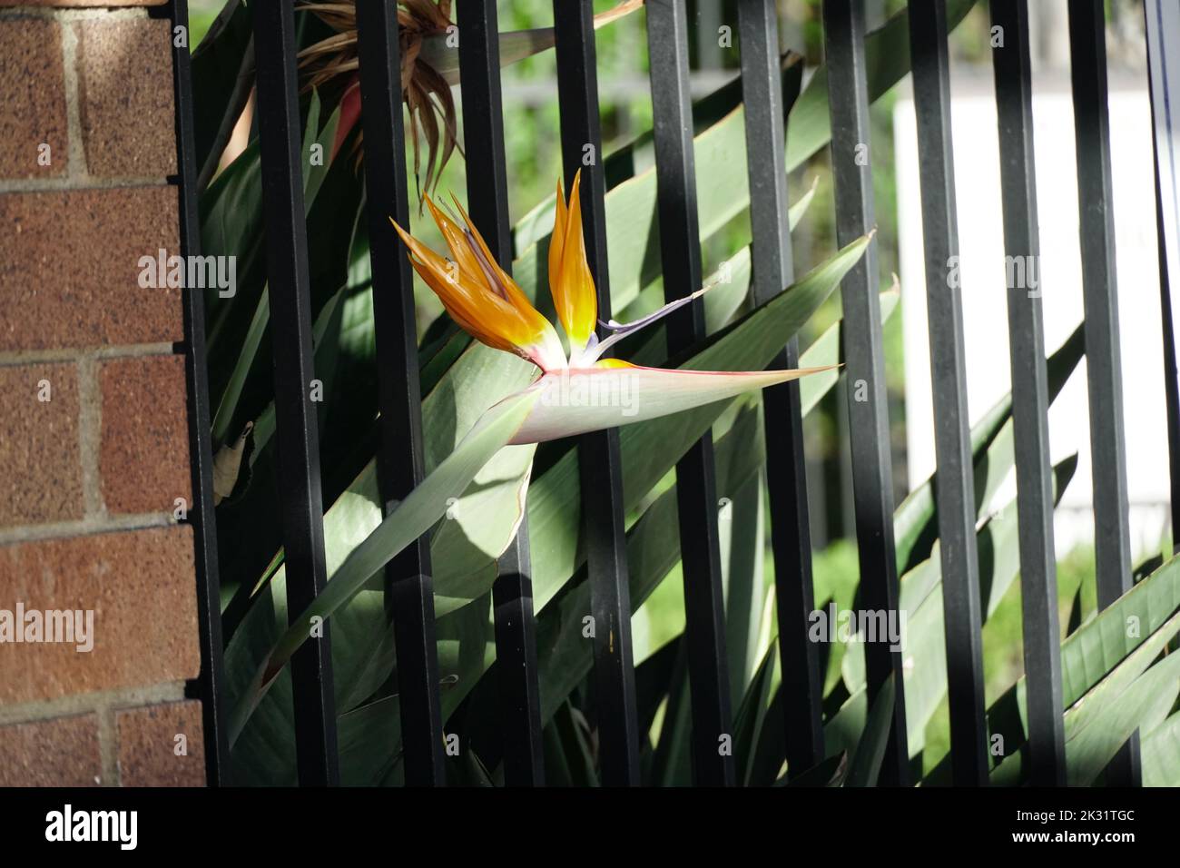Uccello del Paradiso fiore Foto Stock
