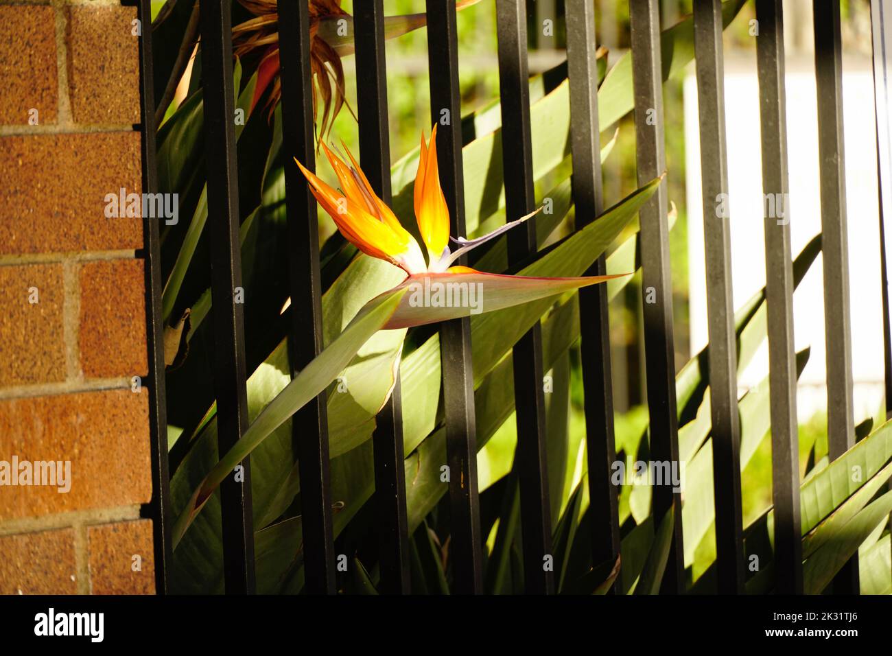 Uccello del Paradiso fiore Foto Stock
