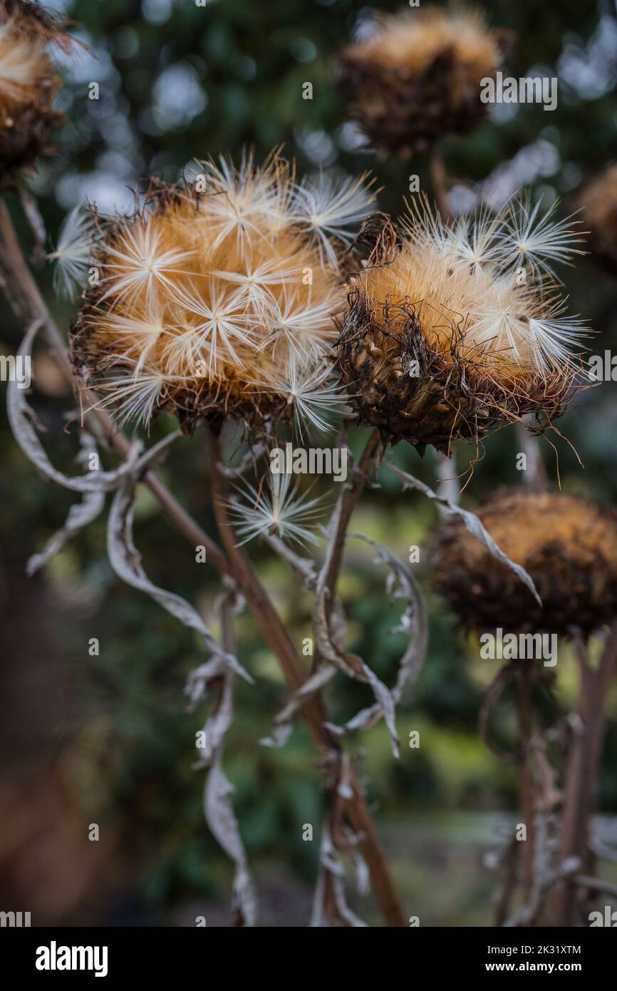 Piante di carciofo che vanno a seme Foto Stock