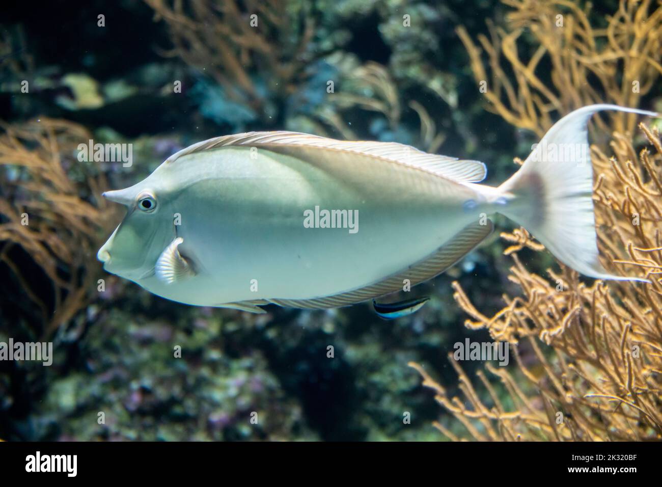 Il pesce azzurro unicornis (naso unicornis) è un tang dell'Indo-Pacifico. Un corpo grigio-bluastro con due spine blu alla base della coda Foto Stock