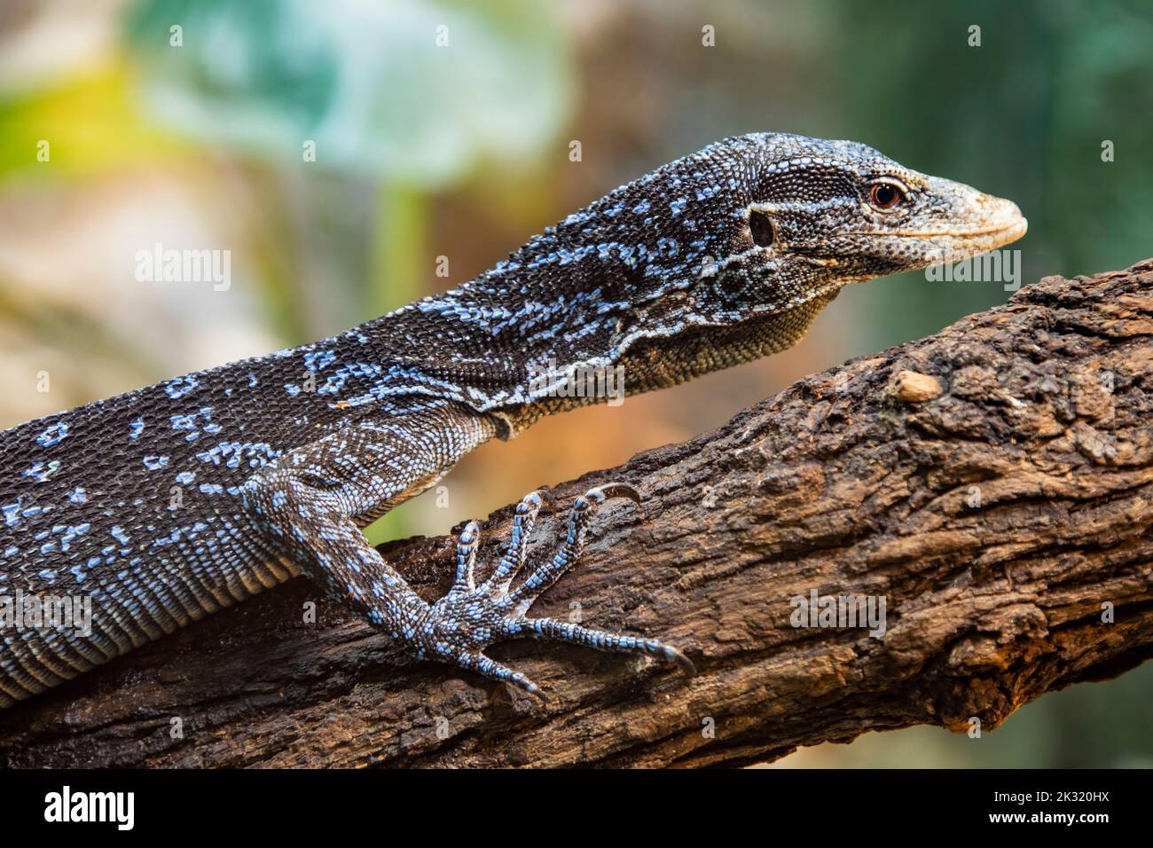 Un monitor di albero blu-macraei (Varanus macraei) sull'albero, una specie di lucertola di monitor trovato sull'isola di Batanta in Indonesia. Foto Stock