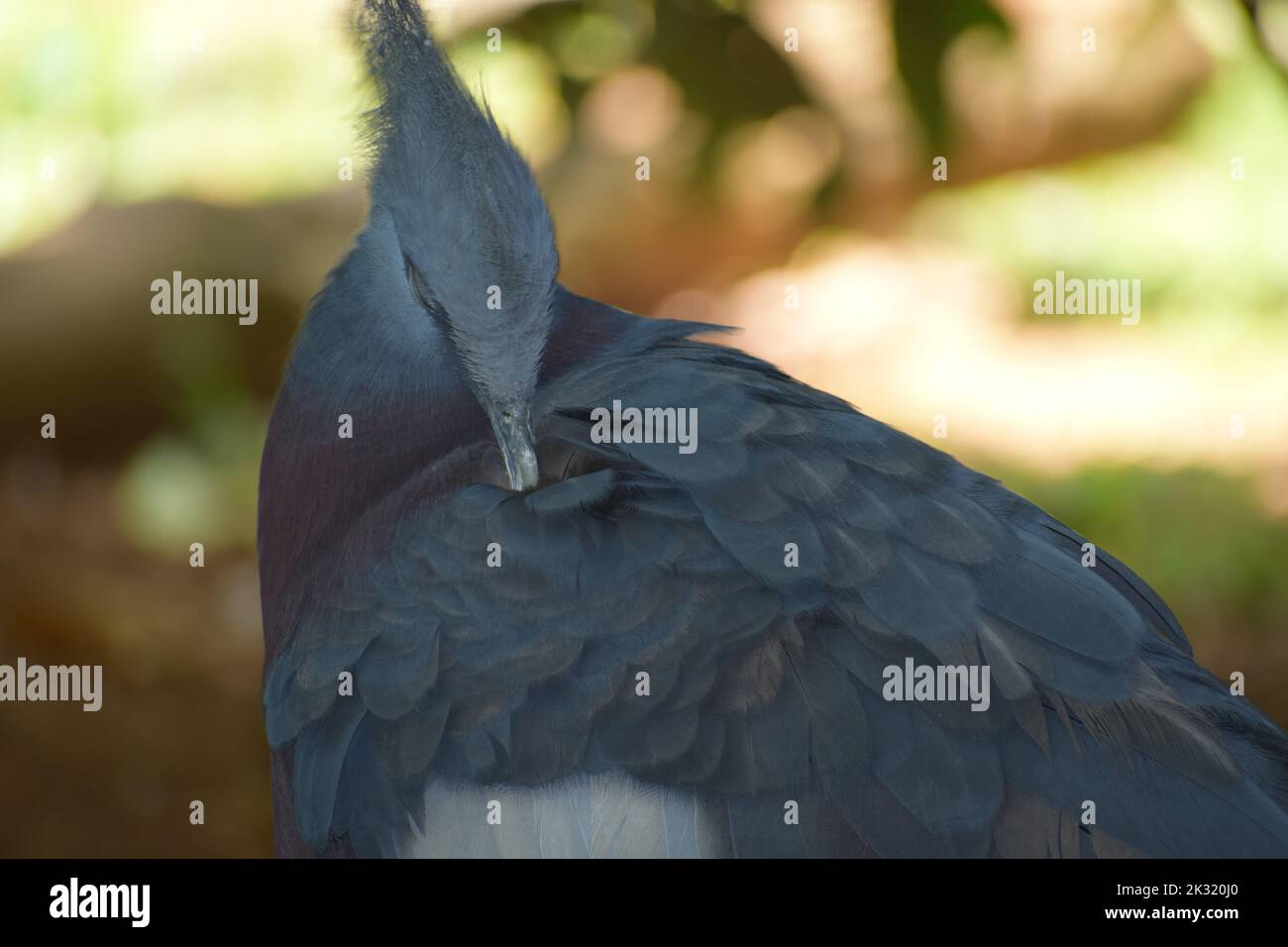 comportamento non comune degli uccelli Foto Stock