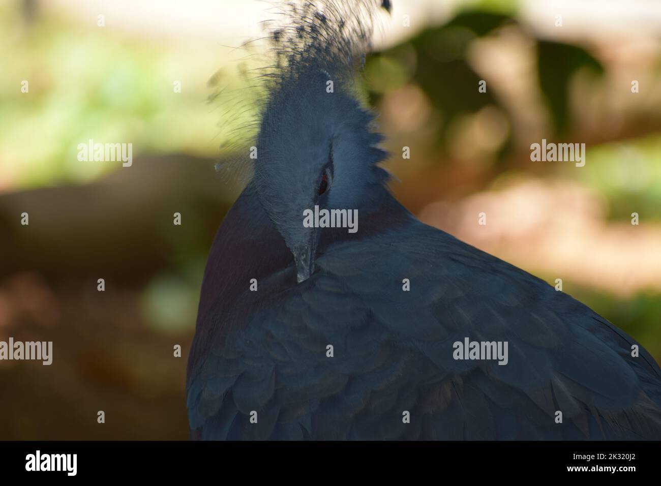 comportamento non comune degli uccelli Foto Stock