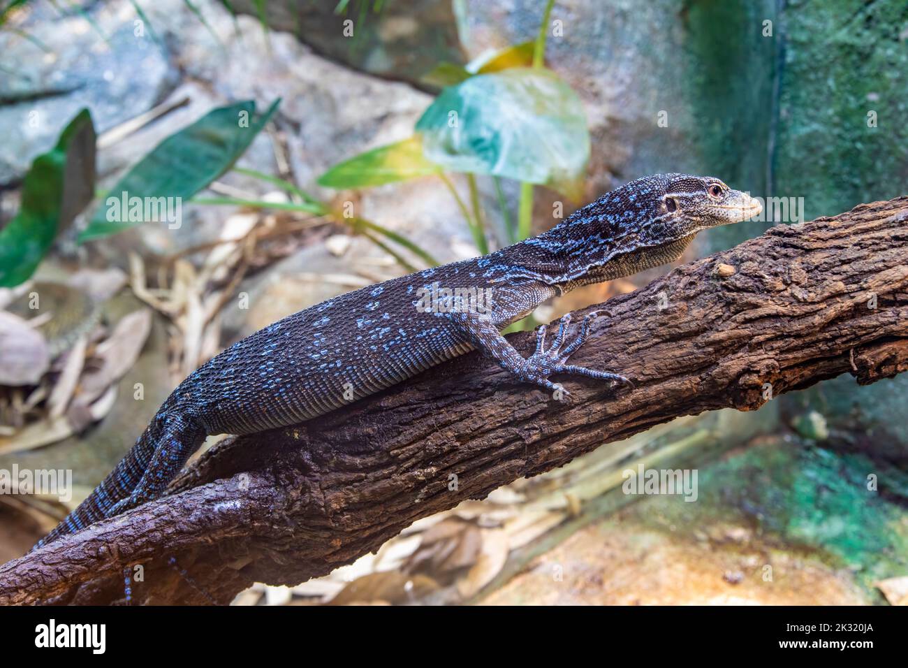 Un monitor di albero blu-macraei (Varanus macraei) sull'albero, una specie di lucertola di monitor trovato sull'isola di Batanta in Indonesia. Foto Stock