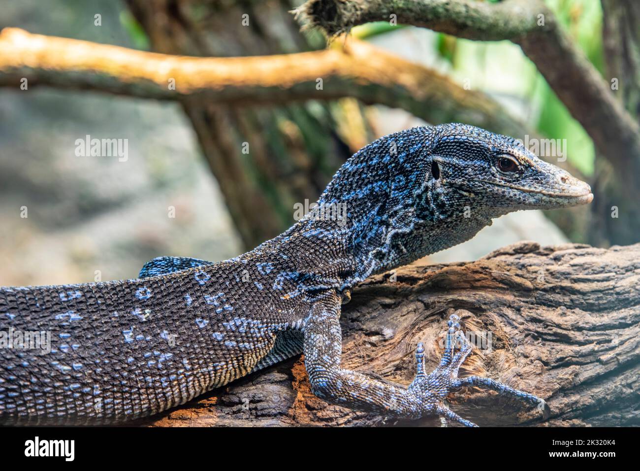 Un monitor di albero blu-macraei (Varanus macraei) sull'albero, una specie di lucertola di monitor trovato sull'isola di Batanta in Indonesia. Foto Stock