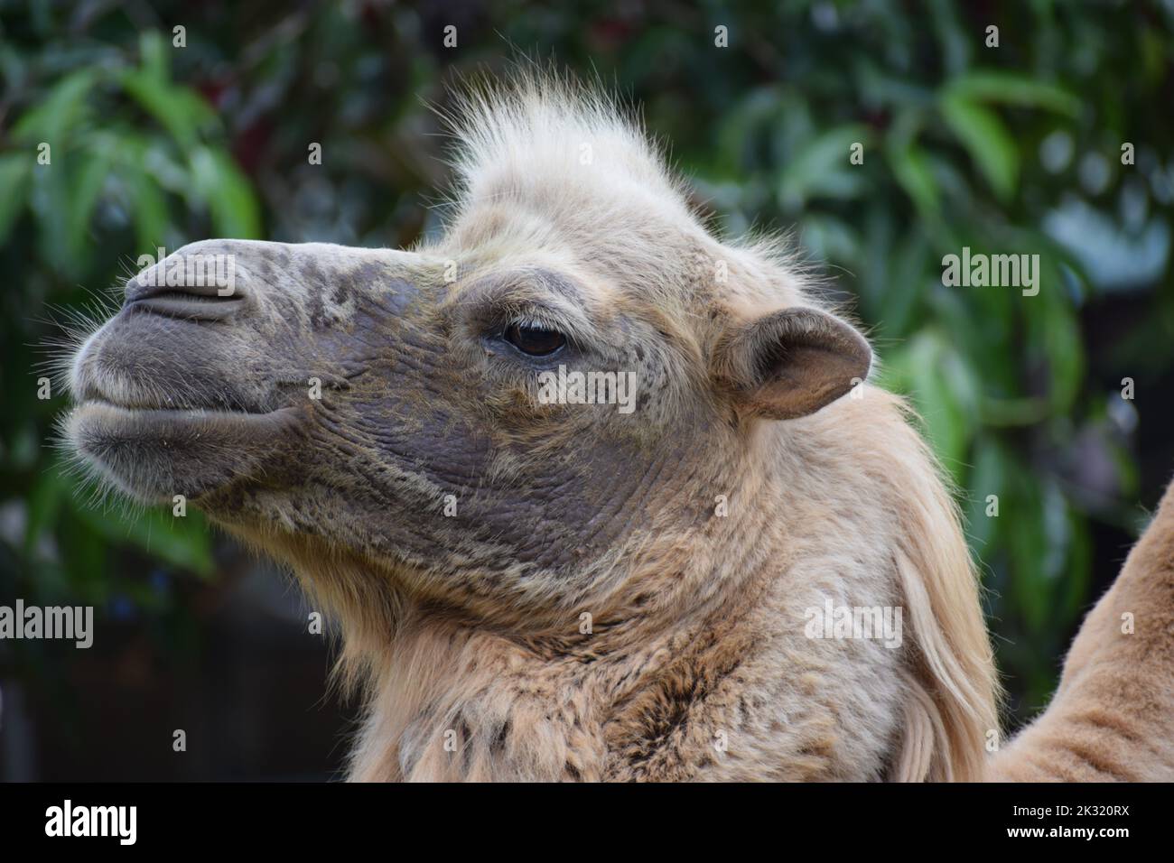 faccia di cammello Foto Stock