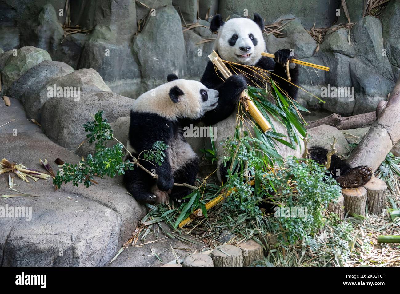 Il panda il panda gigante 'Lele' e sua madre 'Jiajia' (Ailuropoda ...