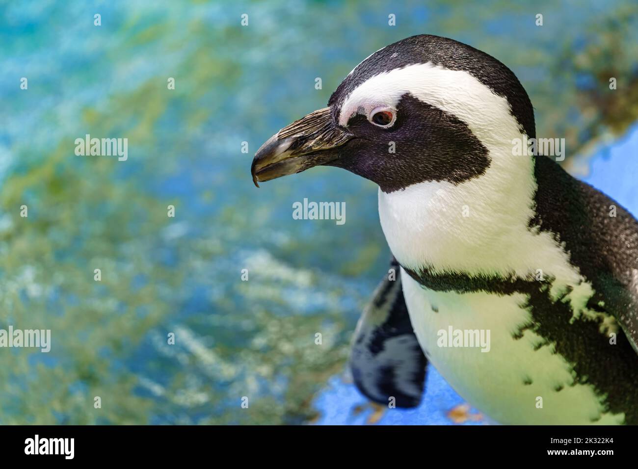 Piccolo pinguino bianco e nero vicino all'acqua prima di nuotare Foto Stock